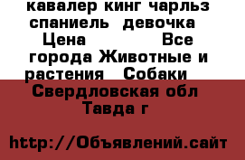  кавалер кинг чарльз спаниель -девочка › Цена ­ 45 000 - Все города Животные и растения » Собаки   . Свердловская обл.,Тавда г.